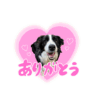 ボーダーコリーのあんこ（個別スタンプ：3）