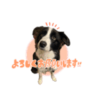 ボーダーコリーのあんこ（個別スタンプ：4）