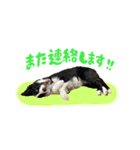 ボーダーコリーのあんこ（個別スタンプ：5）