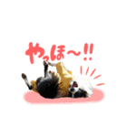 ボーダーコリーのあんこ（個別スタンプ：6）