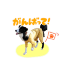 ボーダーコリーのあんこ（個別スタンプ：7）