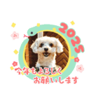 愛犬わんわん丸2（個別スタンプ：1）