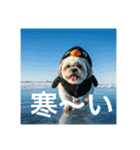 とても元気なシーズーさん4（個別スタンプ：2）