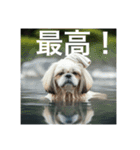 とても元気なシーズーさん4（個別スタンプ：6）