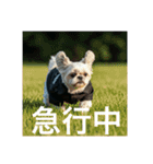 とても元気なシーズーさん4（個別スタンプ：12）