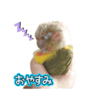 ウロコインコうり＆える（個別スタンプ：6）