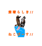 猫（時々人間）（個別スタンプ：7）