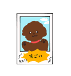 トイプーまとめ（個別スタンプ：25）