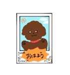 トイプーまとめ（個別スタンプ：28）