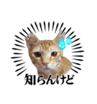 茶々からパパへ（個別スタンプ：1）