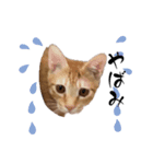 茶々からパパへ（個別スタンプ：2）