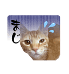 茶々からパパへ（個別スタンプ：5）