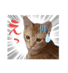 茶々からパパへ（個別スタンプ：7）