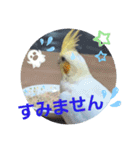 オカメのクーちゃんと一緒 3（個別スタンプ：2）