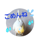 オカメのクーちゃんと一緒 3（個別スタンプ：4）