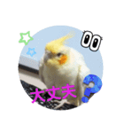 オカメのクーちゃんと一緒 3（個別スタンプ：5）