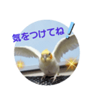 オカメのクーちゃんと一緒 3（個別スタンプ：6）