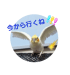オカメのクーちゃんと一緒 3（個別スタンプ：7）