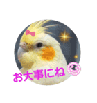 オカメのクーちゃんと一緒 3（個別スタンプ：9）