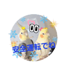 オカメのクーちゃんと一緒 3（個別スタンプ：11）