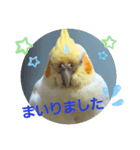 オカメのクーちゃんと一緒 3（個別スタンプ：12）