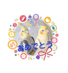 オカメのクーちゃんと一緒 3（個別スタンプ：13）