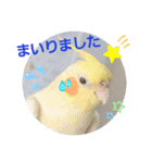 オカメのクーちゃんと一緒 3（個別スタンプ：14）