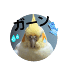 オカメのクーちゃんと一緒 3（個別スタンプ：15）