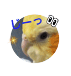 オカメのクーちゃんと一緒 3（個別スタンプ：16）