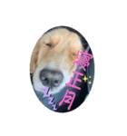 モイちゃんHappy New Year to 2025！（個別スタンプ：3）