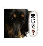 私の名前はこうめです2（個別スタンプ：17）