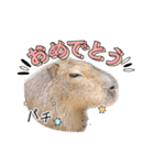 【カピバラ】かぴ天スタンプPart5（個別スタンプ：15）