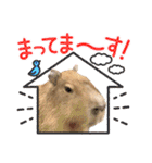 【カピバラ】かぴ天スタンプPart5（個別スタンプ：19）