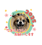 モンドの2025年年始ご挨拶（個別スタンプ：2）