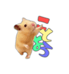 HamPacino（お正月ハムパチーノ2025）（個別スタンプ：6）