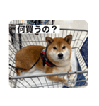 Shiba Uta（個別スタンプ：8）