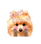 どさんこポメラニアン なまらいいっしょ（個別スタンプ：1）