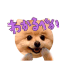 どさんこポメラニアン なまらいいっしょ（個別スタンプ：3）