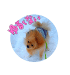 どさんこポメラニアン なまらいいっしょ（個別スタンプ：4）