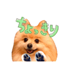 どさんこポメラニアン なまらいいっしょ（個別スタンプ：5）
