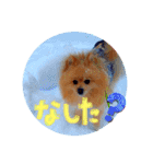 どさんこポメラニアン なまらいいっしょ（個別スタンプ：6）