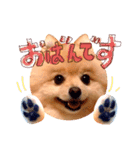 どさんこポメラニアン なまらいいっしょ（個別スタンプ：7）