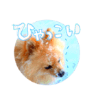 どさんこポメラニアン なまらいいっしょ（個別スタンプ：8）