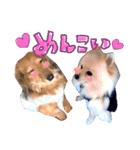 どさんこポメラニアン なまらいいっしょ（個別スタンプ：9）