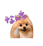 どさんこポメラニアン なまらいいっしょ（個別スタンプ：11）