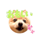 どさんこポメラニアン なまらいいっしょ（個別スタンプ：13）