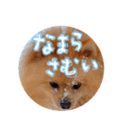 どさんこポメラニアン なまらいいっしょ（個別スタンプ：14）