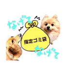 どさんこポメラニアン なまらいいっしょ（個別スタンプ：19）