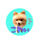 どさんこポメラニアン なまらいいっしょ（個別スタンプ：20）