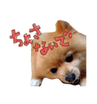 どさんこポメラニアン なまらいいっしょ（個別スタンプ：21）